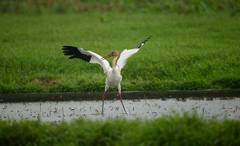 Leucogeranus leucogeranus