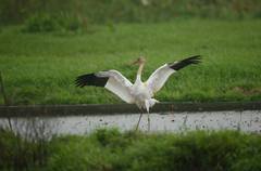 Leucogeranus leucogeranus