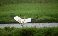 Leucogeranus leucogeranus