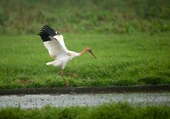 Leucogeranus leucogeranus