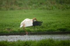 Leucogeranus leucogeranus