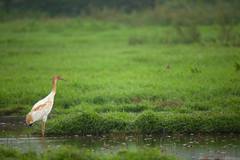 Leucogeranus leucogeranus