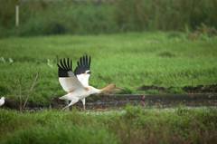 Leucogeranus leucogeranus