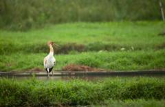 Leucogeranus leucogeranus