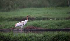 Leucogeranus leucogeranus