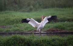 Leucogeranus leucogeranus