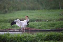 Leucogeranus leucogeranus