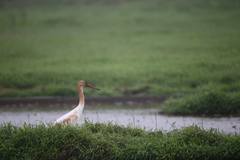 Leucogeranus leucogeranus