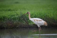 Leucogeranus leucogeranus