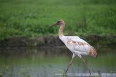 Leucogeranus leucogeranus