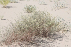 Eriogonum nummulare