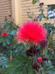 Calliandra haematocephala