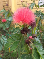Calliandra haematocephala