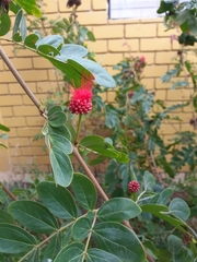 Calliandra haematocephala