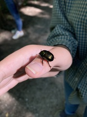 Geotrupes splendidus