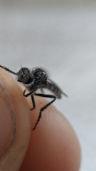 Brachyrhopalinae