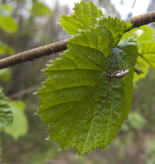 Tetragnatha montana