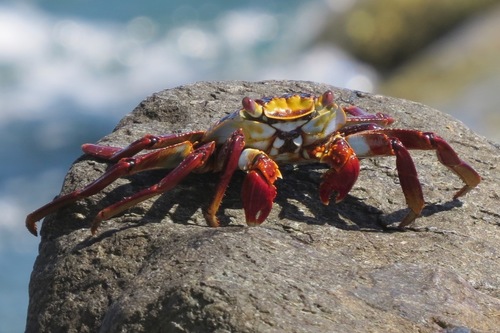 Sally Lightfoot Crab, photo 2 of 10