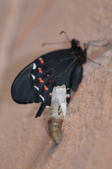 Lepidoptera