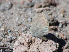 Satyrium semiluna