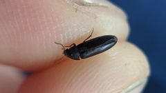 Melandryidae