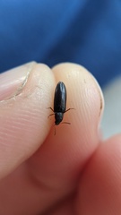 Melandryidae