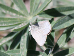 Satyrium semiluna