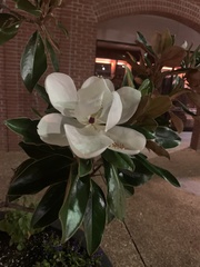 Magnolia grandiflora
