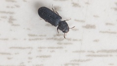 Stephanopachys substriatus