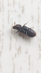 Stephanopachys substriatus