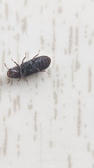 Stephanopachys substriatus