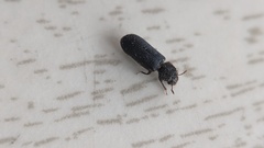 Stephanopachys substriatus