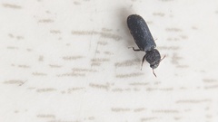 Stephanopachys substriatus