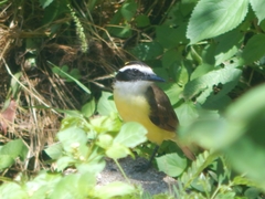 Pitangus sulphuratus