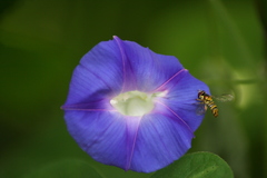 Ipomoea purpurea