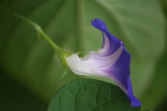 Ipomoea purpurea