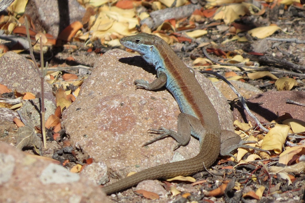 Isla Monserrate Whiptail