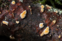 Aleurodiscus grantii