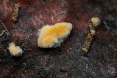 Aleurodiscus grantii