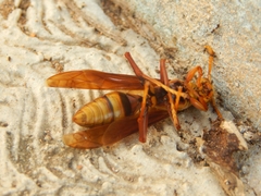 Polistes carnifex