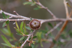Leptospermum juniperinum