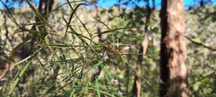Grevillea linearifolia