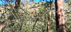 Grevillea linearifolia