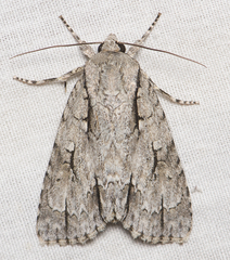 Acronicta lobeliae