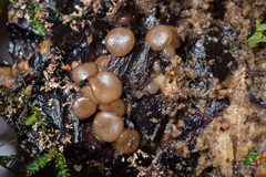 Adelphella babingtonii