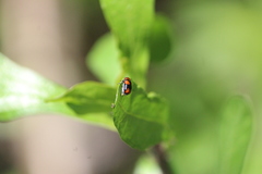 Smaragdina quadripartita
