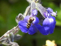 Fazia micrura