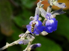 Fazia micrura