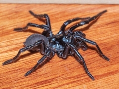Hadronyche nimoola
