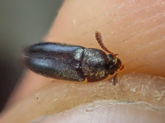 Melandryidae
